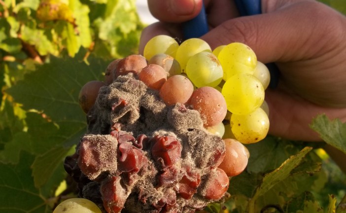 Viticulture : maladies raisin de table