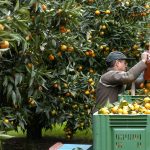 Agrumes : Qualité des fruits