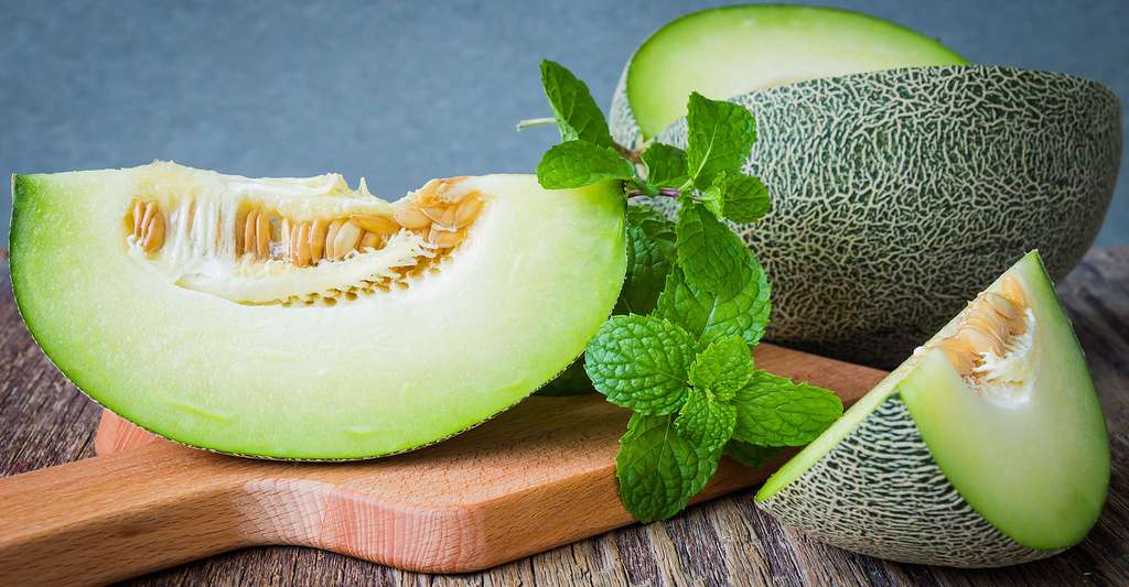 Maraîchage : Melon, choix variétal
