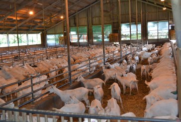 Pays bas : Filière ovine et caprine