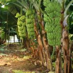 Arboriculture : Réussite du bananier dans le Gharb