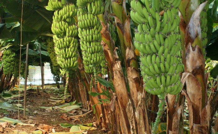 Arboriculture : Réussite du bananier dans le Gharb
