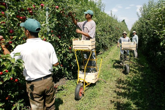 Arboriculture : Récolte et manutention des pommes