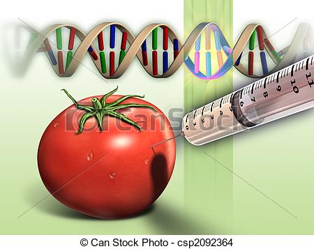Maraîchage : Tomate et génétique