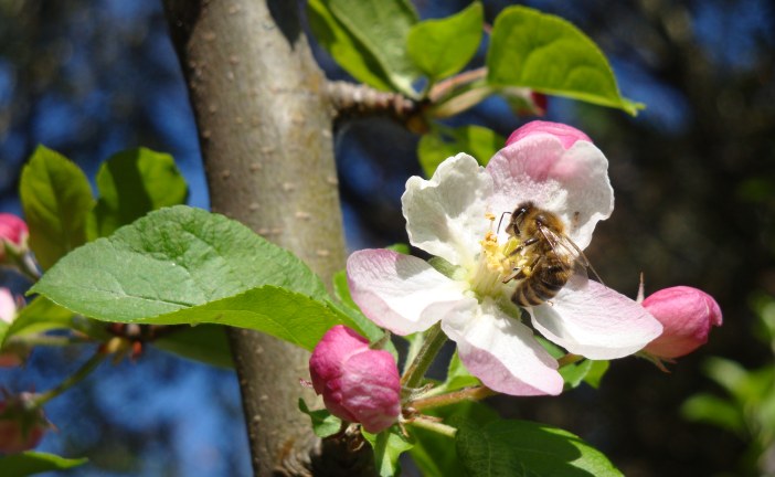 Arbooticulture : Pollinisation et conservation pommes