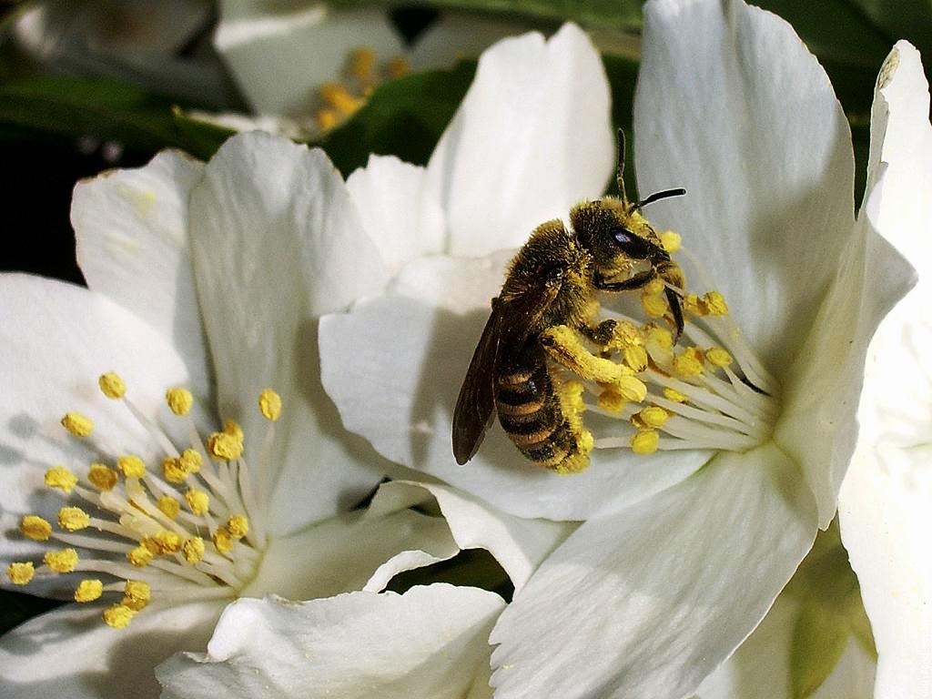 Arboriculture : Pollinisation et abeilles
