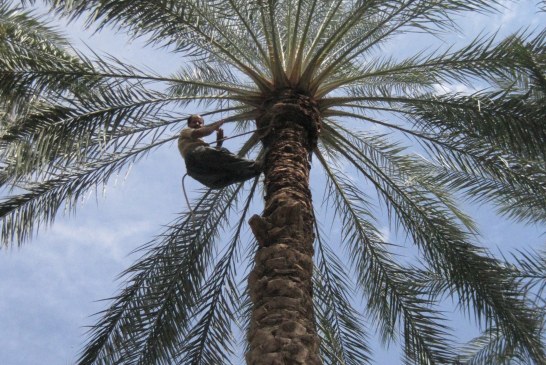 Phoeniciculture : Pollinisation du palmier-dattier