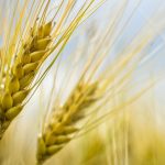 Les variétés de blés anciens remplaceront-elles les variétés sélectionnées récemment ?