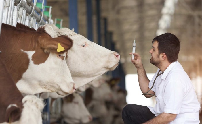 Campagne de vaccination des bovins contre la Fièvre Aphteuse