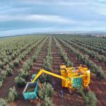 Récolte moderne des olives : Vers une huile de meilleure qualité