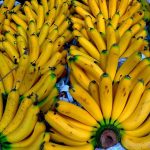 Maladie des bananes: la FAO cherche 98M de dollars