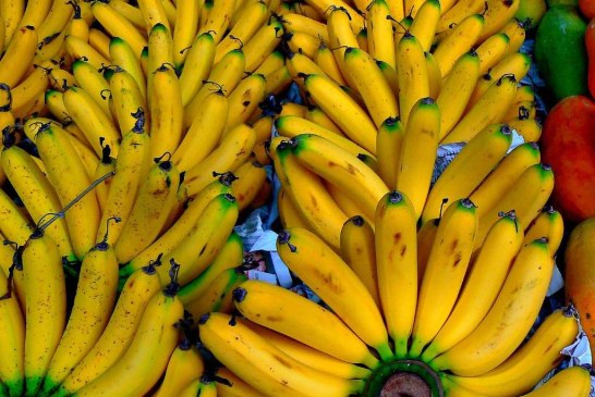 Maladie des bananes: la FAO cherche 98M de dollars
