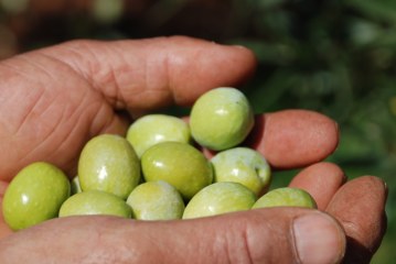 La production d’olives la plus importante jamais enregistrée !