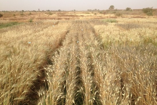 L’ICARDA Maroc développe une variété de blé résistante à la chaleur.