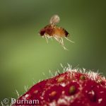 Drosophila suzukii : Surveillance et lutte sur fruits rouges