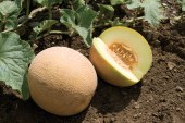 Melon: fertilisation raisonnée