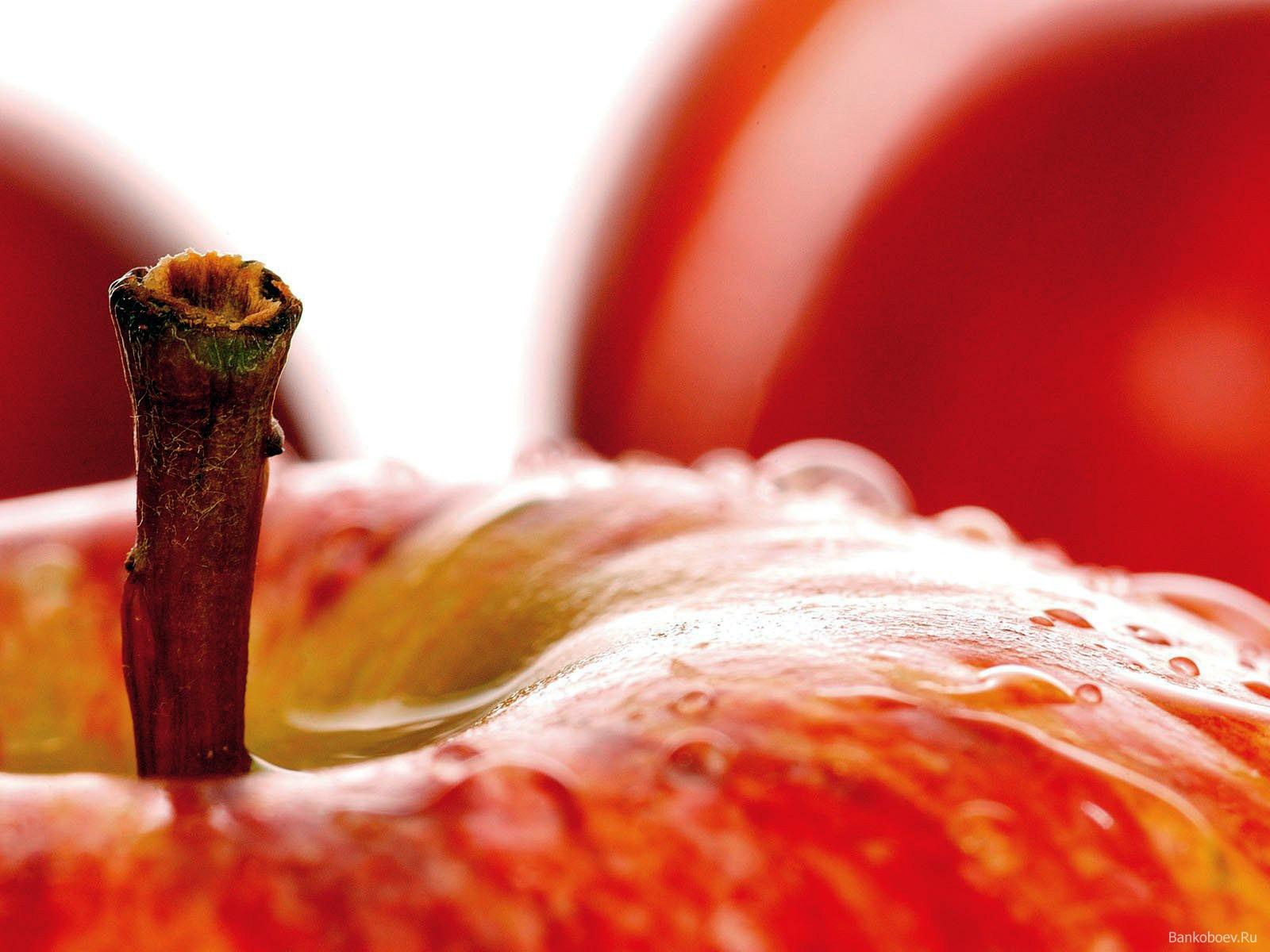 Pommes: Bonnes pratiques de récolte et préservation de la qualité