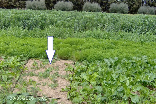 Désherbage chimique des céréales:  Persistance des herbicides dans le sol et risque de phytotoxicité