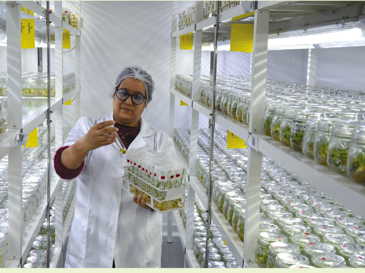 PALMAGRO, un laboratoire de pointe au service de la phoeniciculture marocaine