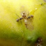 Afrique de l’Ouest: un franc succès des méthodes de lutte contre la mouche des fruits