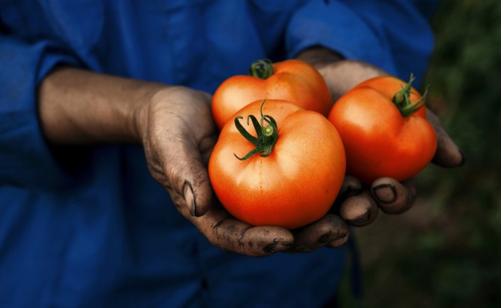 La tomate dans la région Mohamedia-Oualidia: Une culture traditionnelle qui perdure