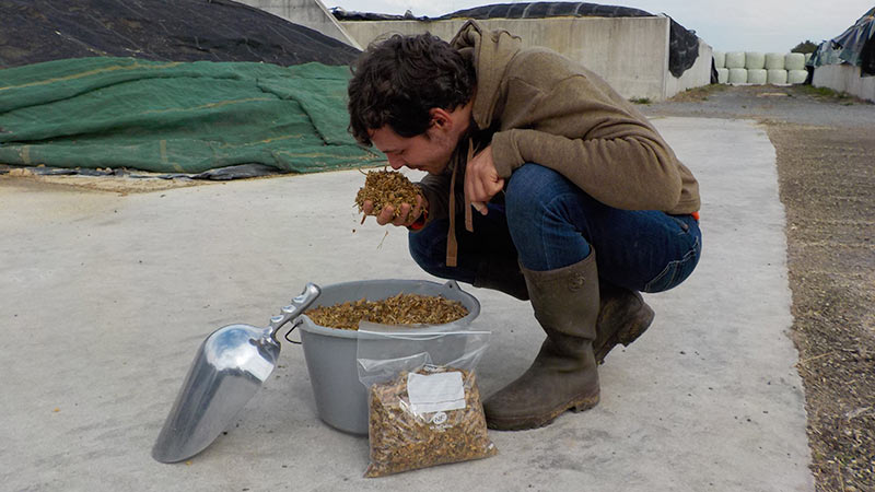 ensilage195146584595343242