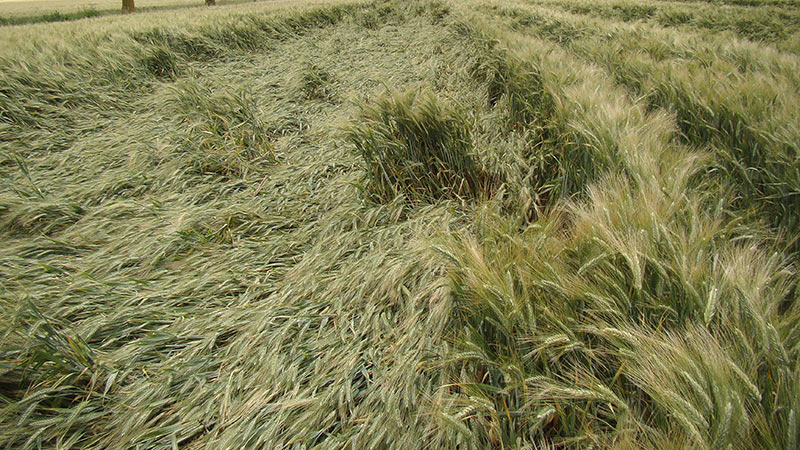 verse_idf6699977829109935853