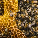 20 mai : Journée mondiale des abeilles