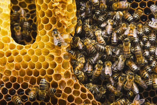 20 mai : Journée mondiale des abeilles