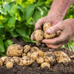 Pomme de terre : Une production handicapée par des déséquilibres récurrents