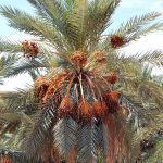 Réalisation d’un pollinisateur du palmier dattier