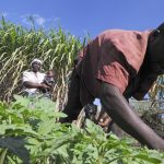 « En Afrique, l’agriculture moderne laisse de côté les masses paysannes »
