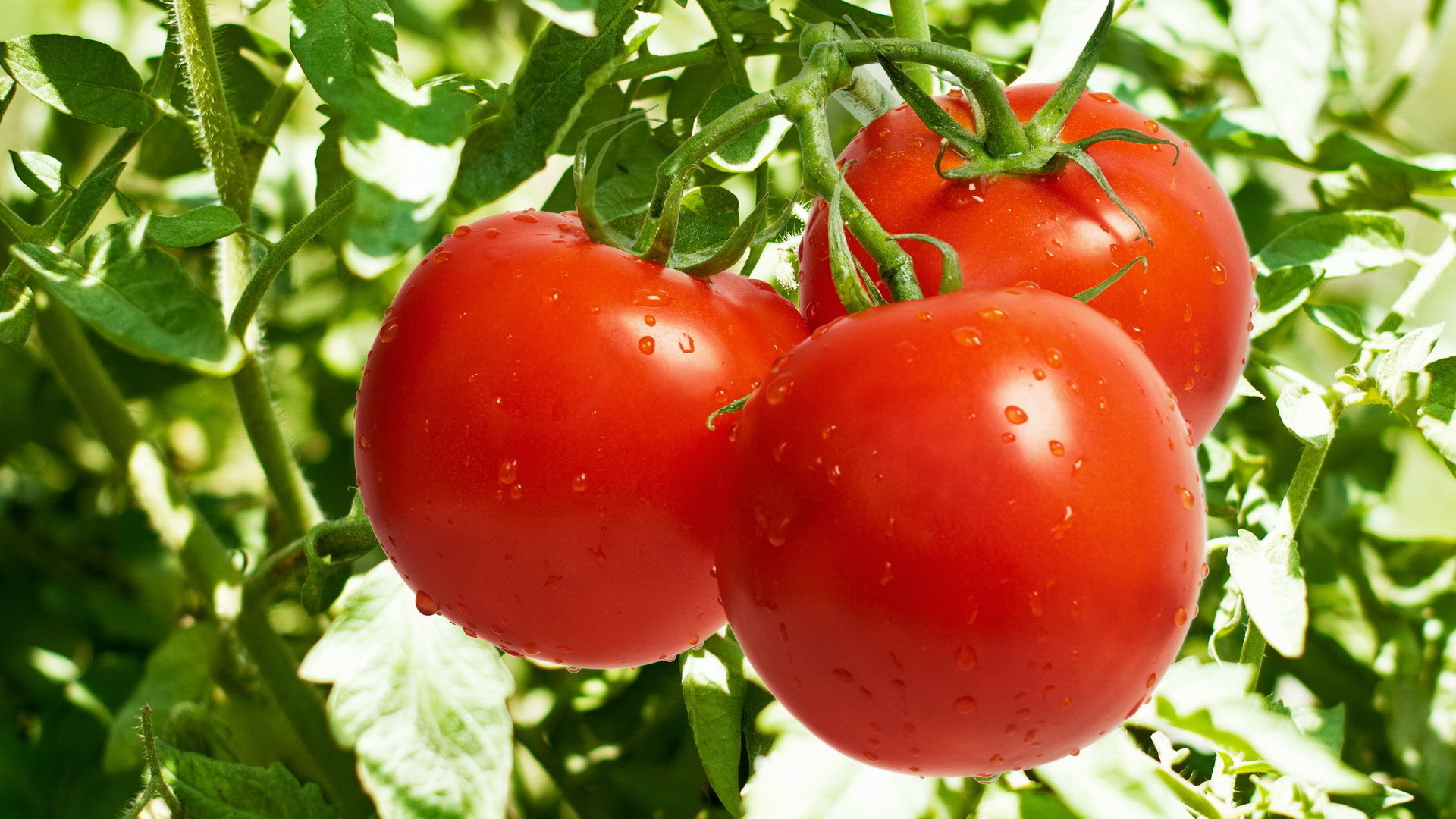 Exportations espagnoles de tomates: Tendance à la baisse !