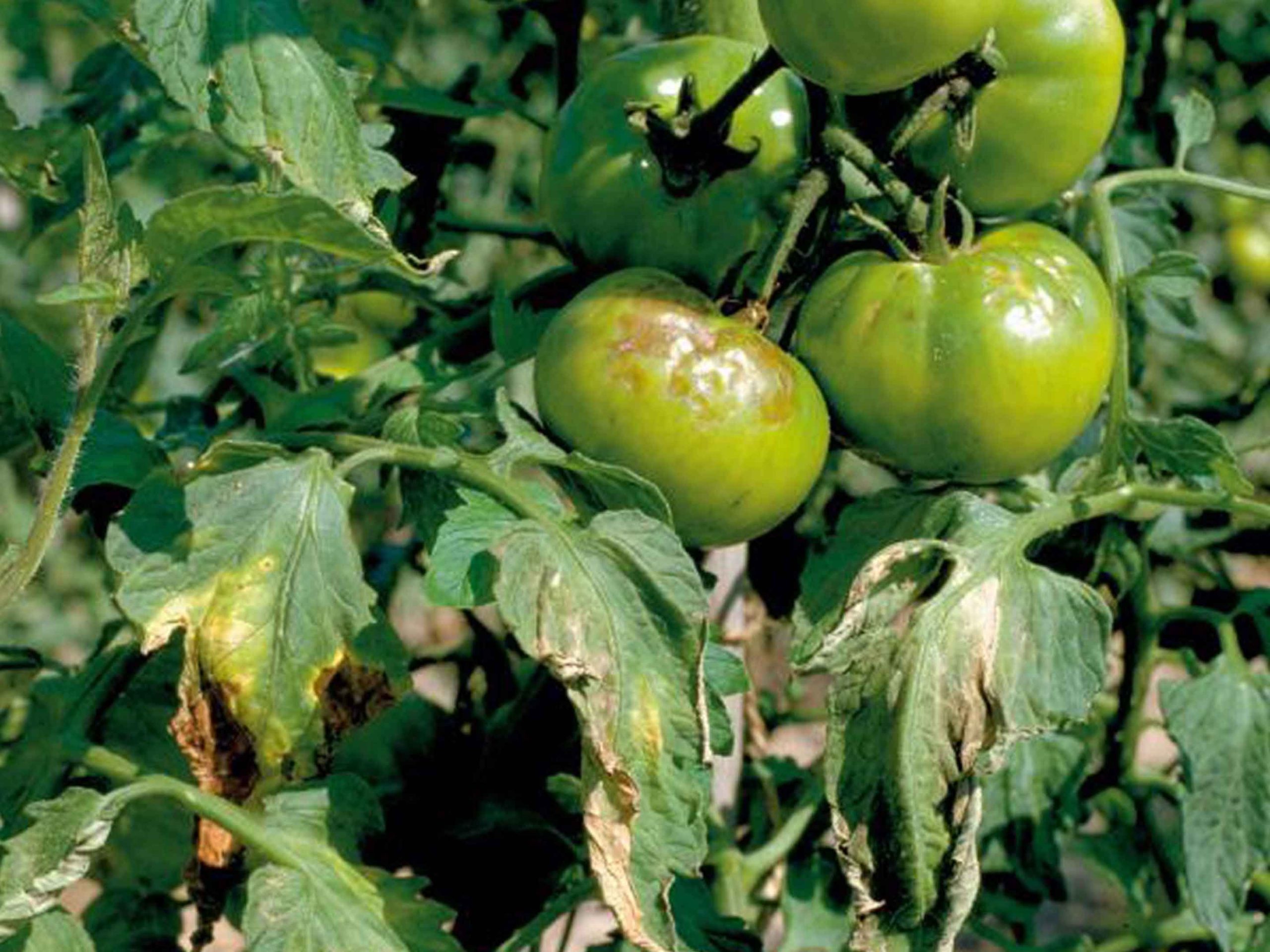Tomates sans mildiou : Ce qui marche vraiment !