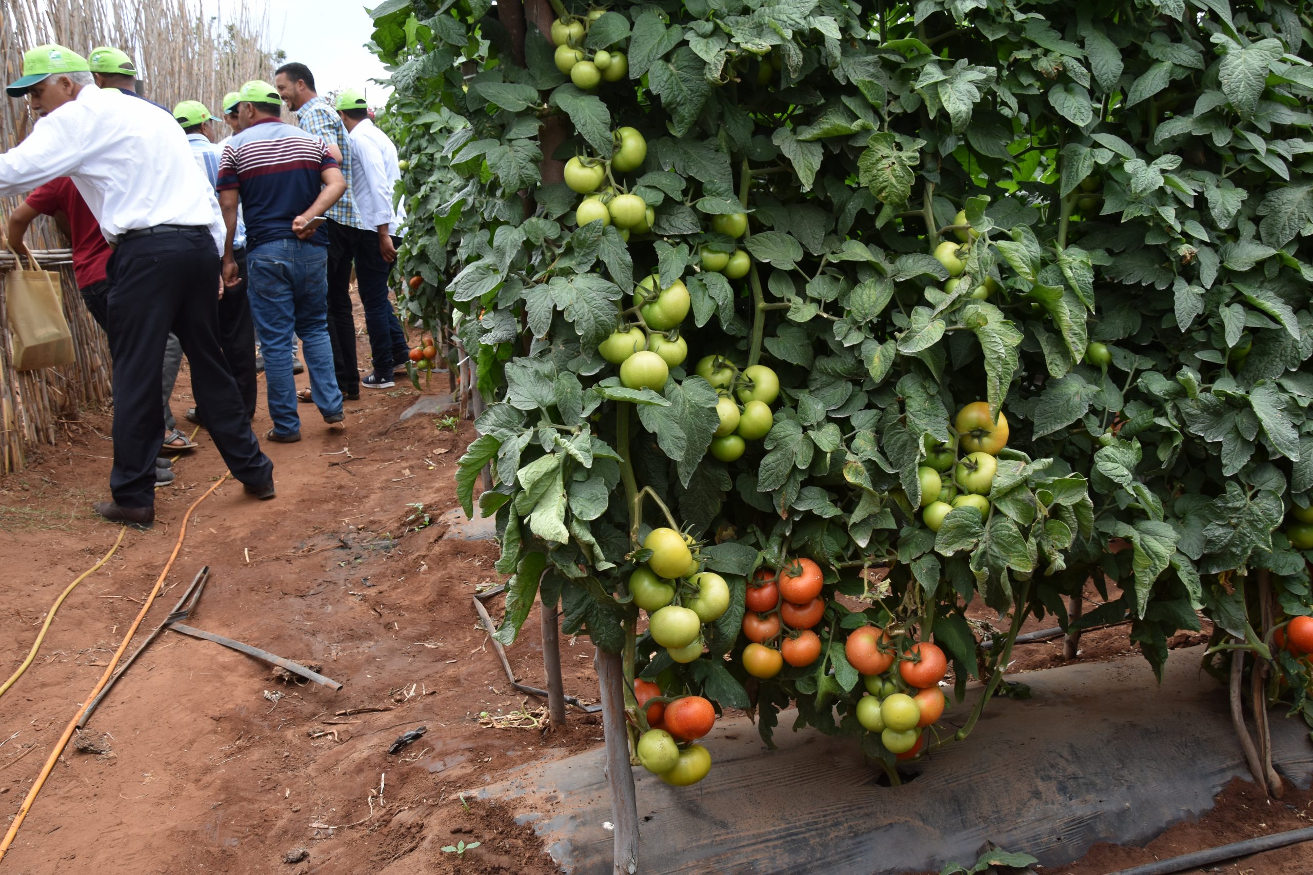 Tomate de plein champ:  Eviter toute rupture d’approvisionnement du marché en tomate