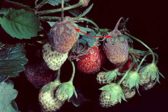 Botrytis de la fraise: Bien le connaitre pour mieux le combattre