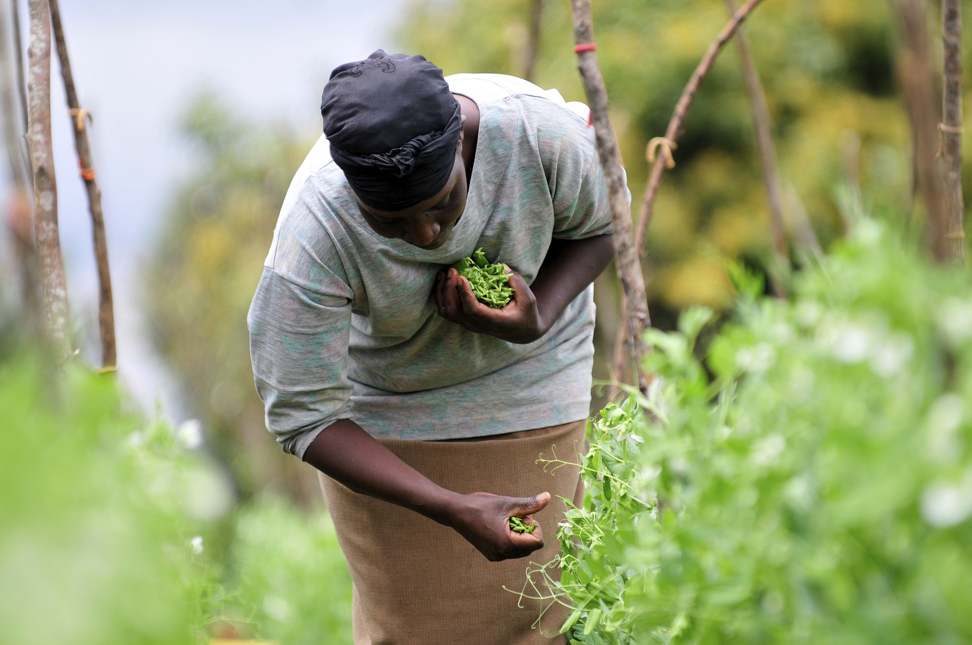 En Afrique, l’agriculture moderne laisse de côté les masses paysannes