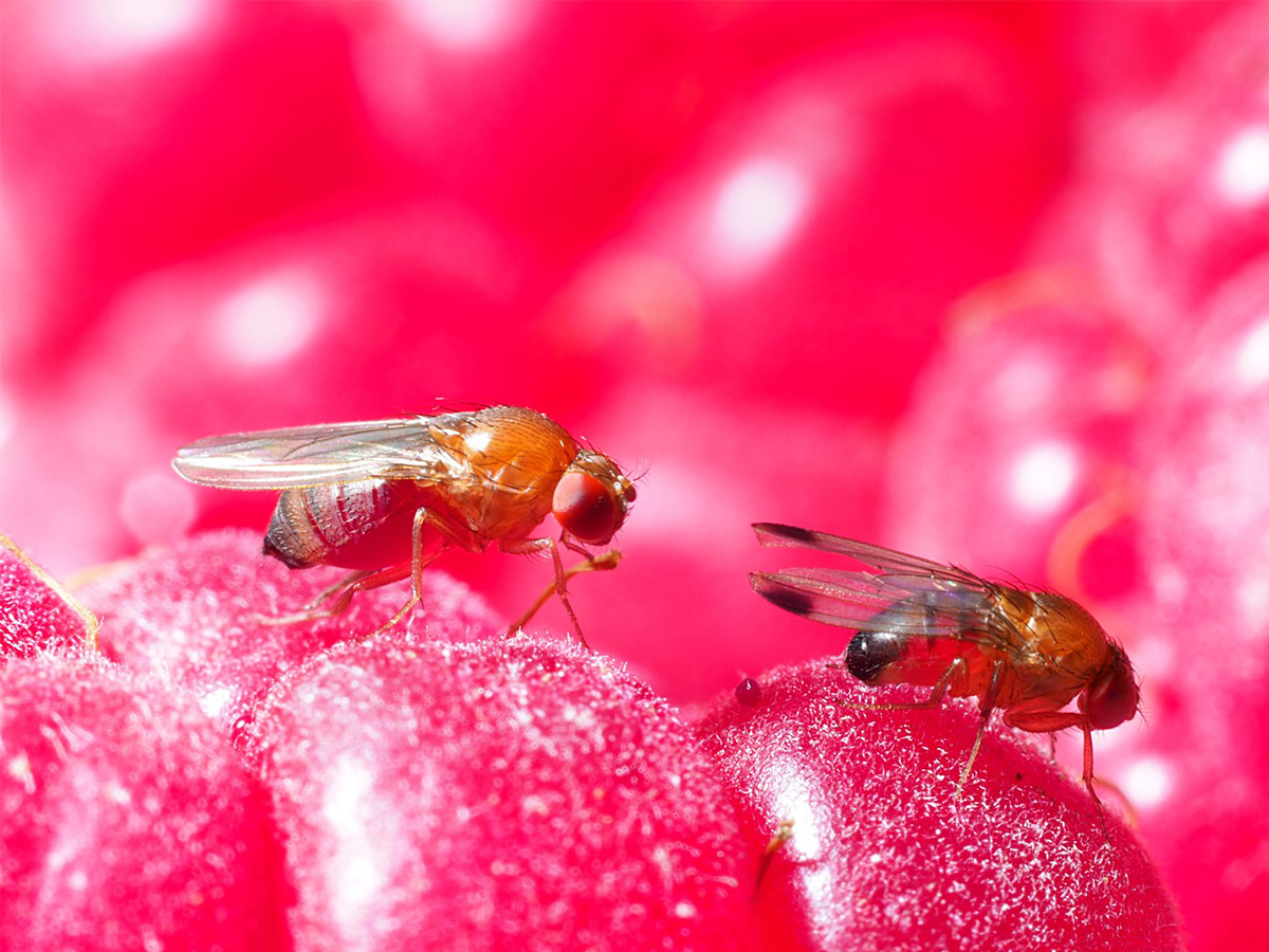 Drosophila Suzukii: 11 ans après, quels moyens de prévention et de lutte ?