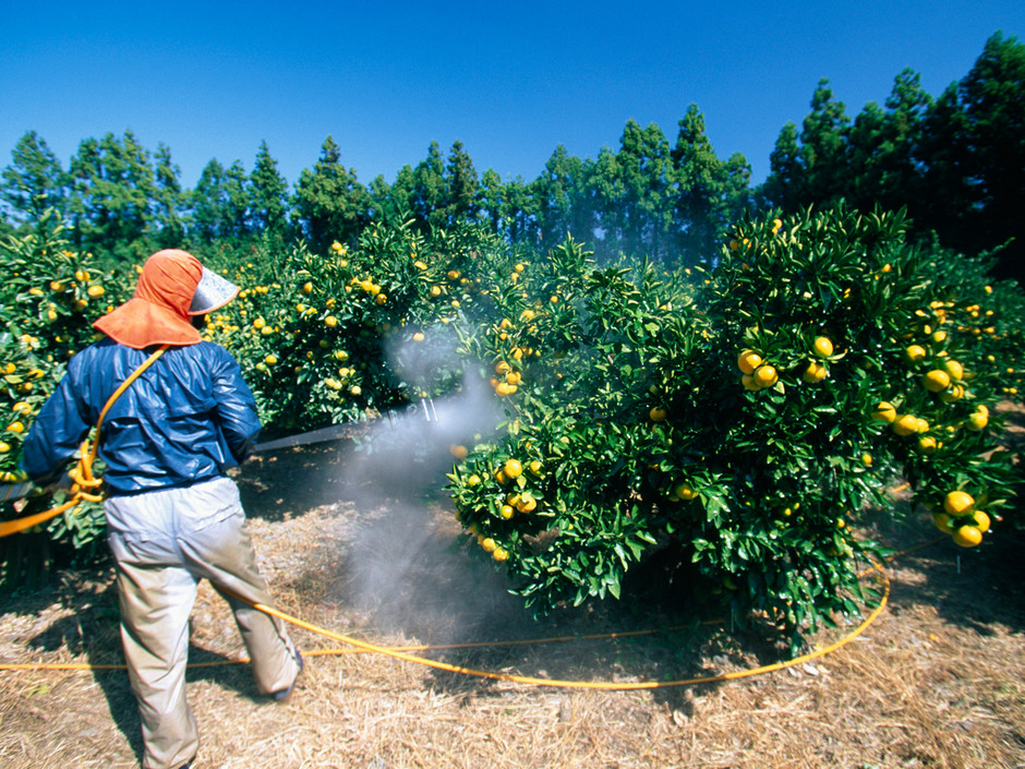 L’ONSSA réexamine les autorisations de mise sur le marché national des pesticides à usage agricole à base de « Chlorpyriphos »