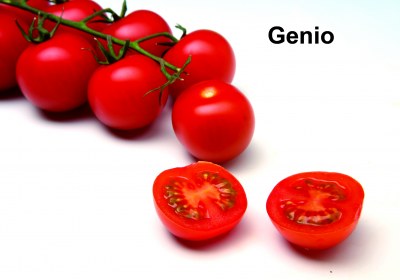Tomato GENIO F1