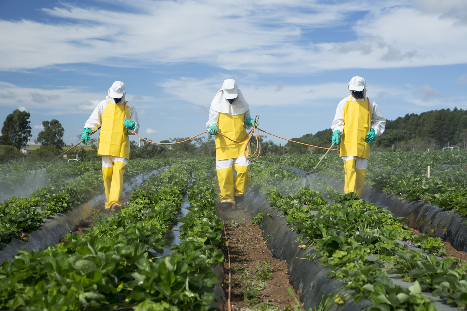 Le marché des pesticides au Maroc : Réalités et Défis