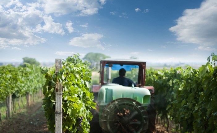 Les viticulteurs face à l’efficacité des produits phytosanitaires