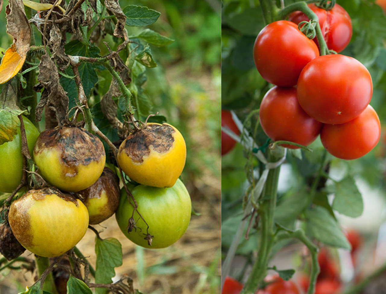 Mildiou de la tomate: mesures prophylactiques et traitements fongicides