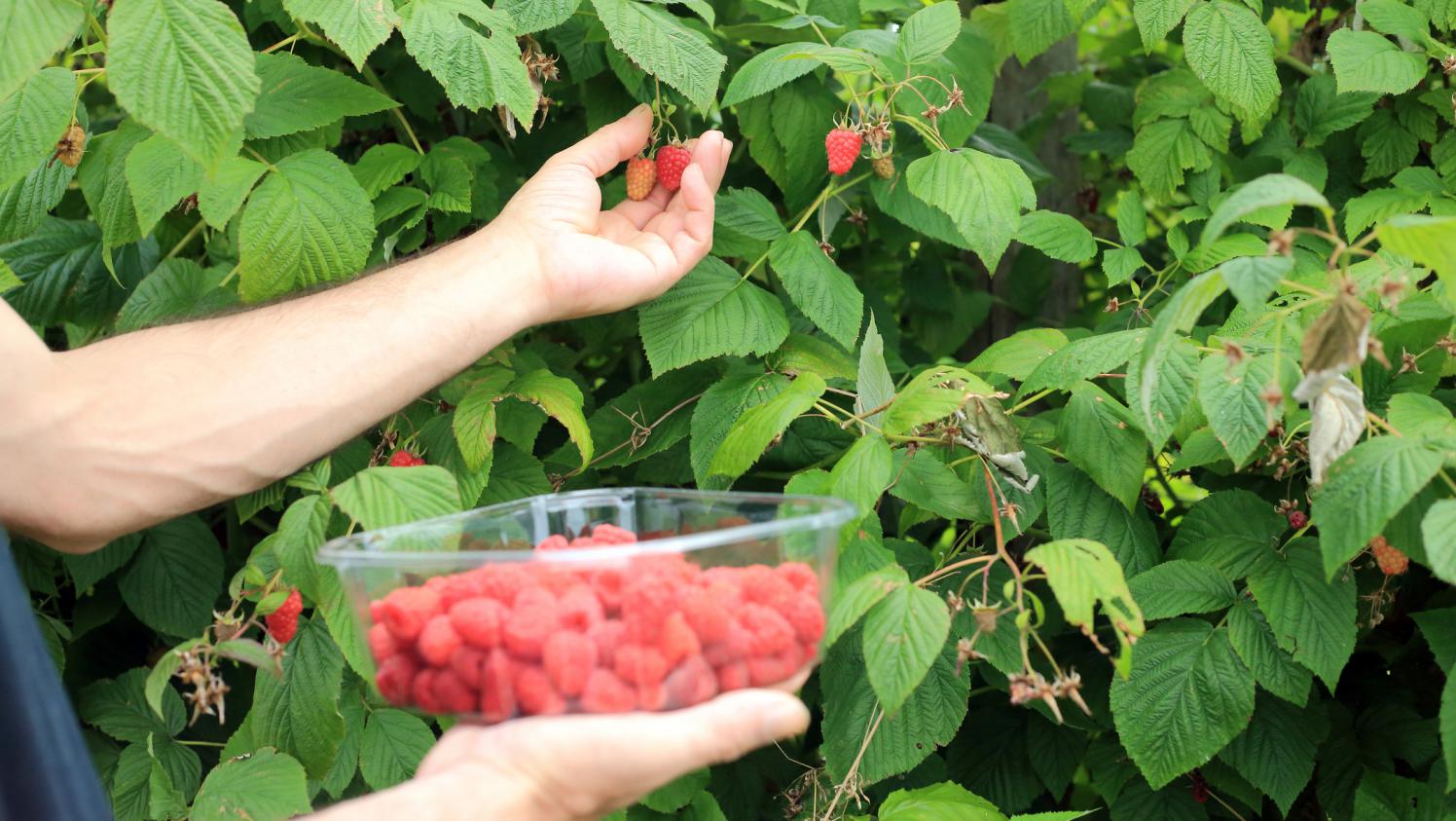 Petits fruits rouges: Effets des applications foliaires du calcium sur la qualité et le shelf life