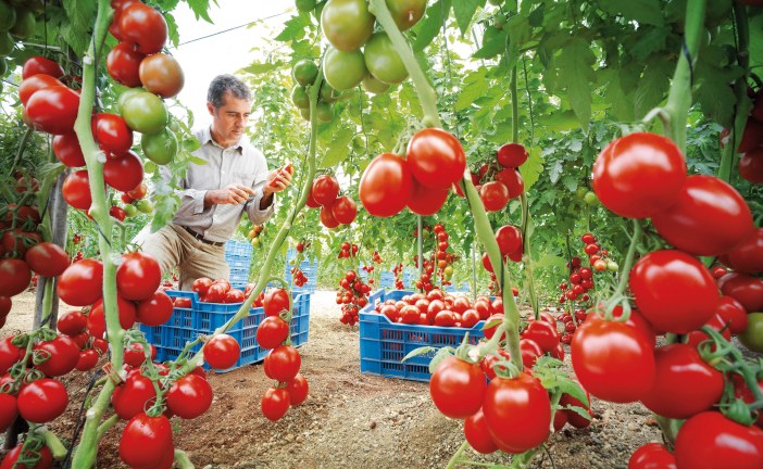 Stress hydrique: Des effets potentiellement dévastateurs sur tomates