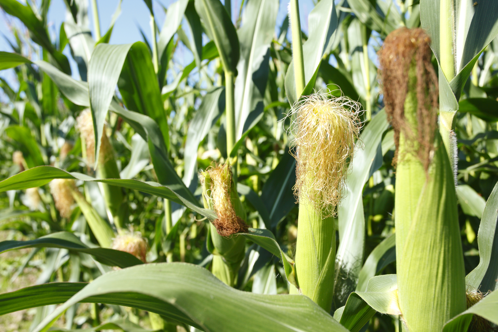 Maïs : un progrès génétique soutenu et des variétés plus rustiques
