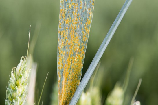 Maladies foliaires du blé: Une lutte adéquate est devenue inévitable