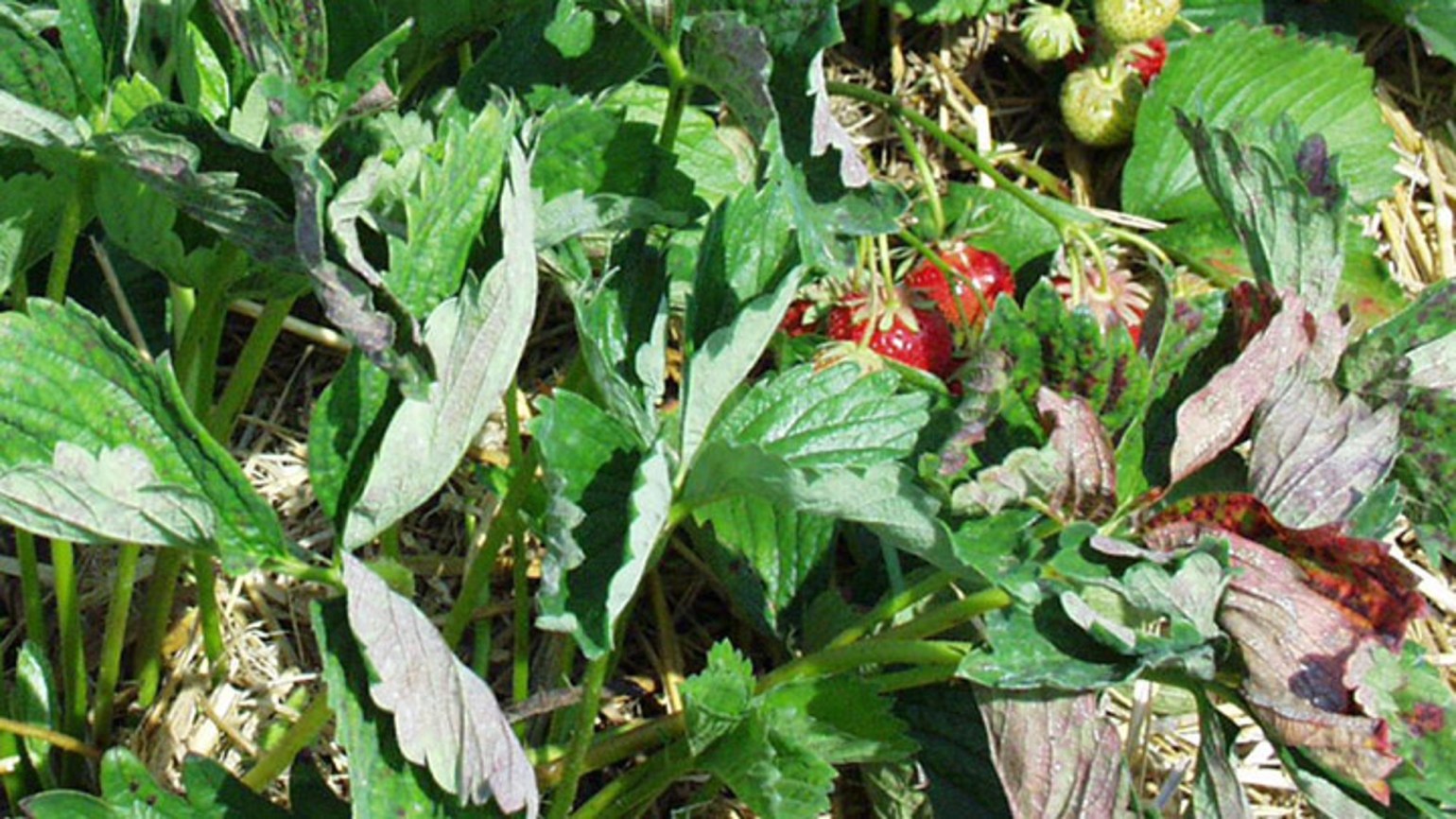 Oïdium du fraisier: Première préoccupation sanitaire des producteurs