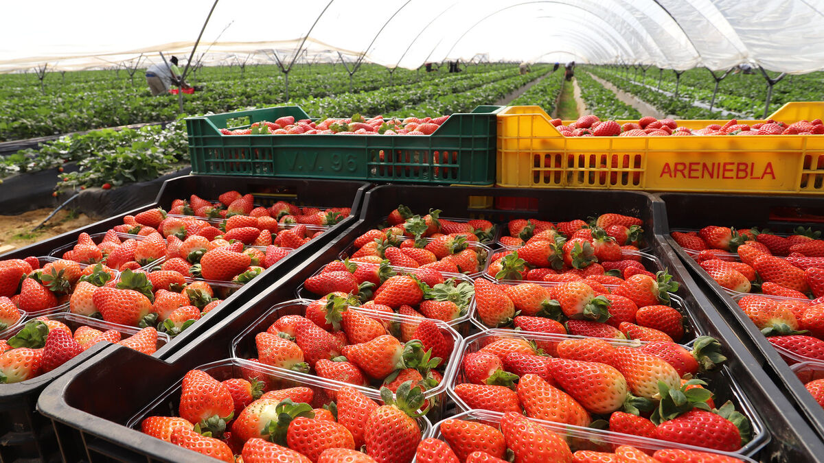 Saison compliquée pour les fruits rouges à Huelva : chute de 50 % de la production