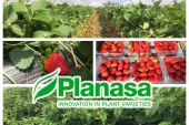 Les variétés de fruits rouges de Planasa se développent favorablement au Maroc